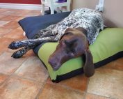 Henry on new bolster bed