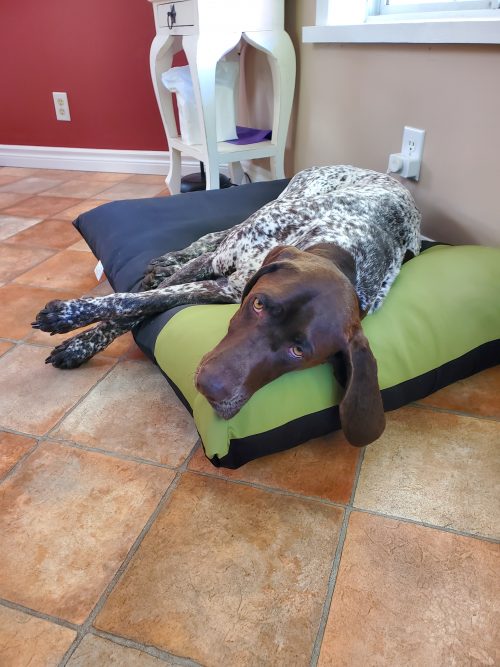 Henry on new bolster bed